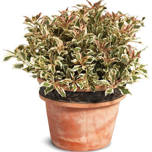 Weigela florida - My Monet® Weigela