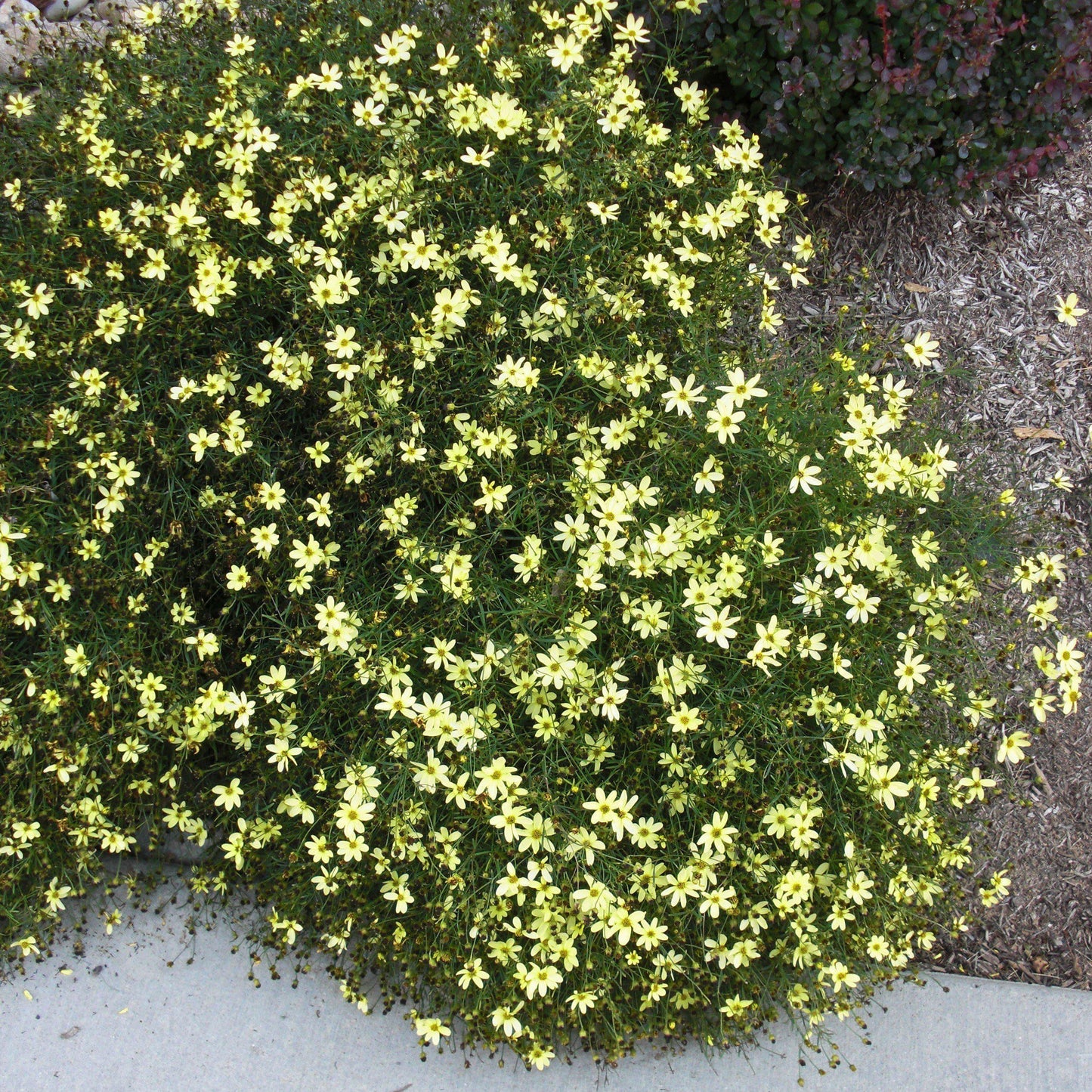 Coreopsis verticillata - Moonbeam Threadleaf Coreopsis