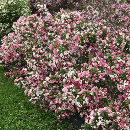 Weigela florida - Czechmark Trilogy® Weigela