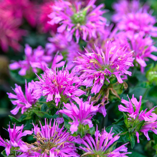 Monarda - Sugar Buzz® Lilac Lollipop Bee Balm