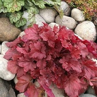 Heuchera x - Northern Exposure™ Red Heuchera
