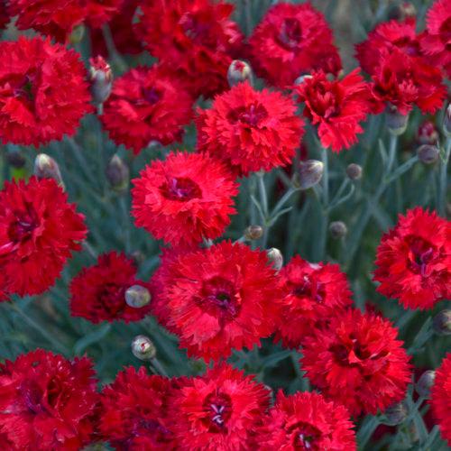 Dianthus  - Fruit Punch® Maraschino Dianthus
