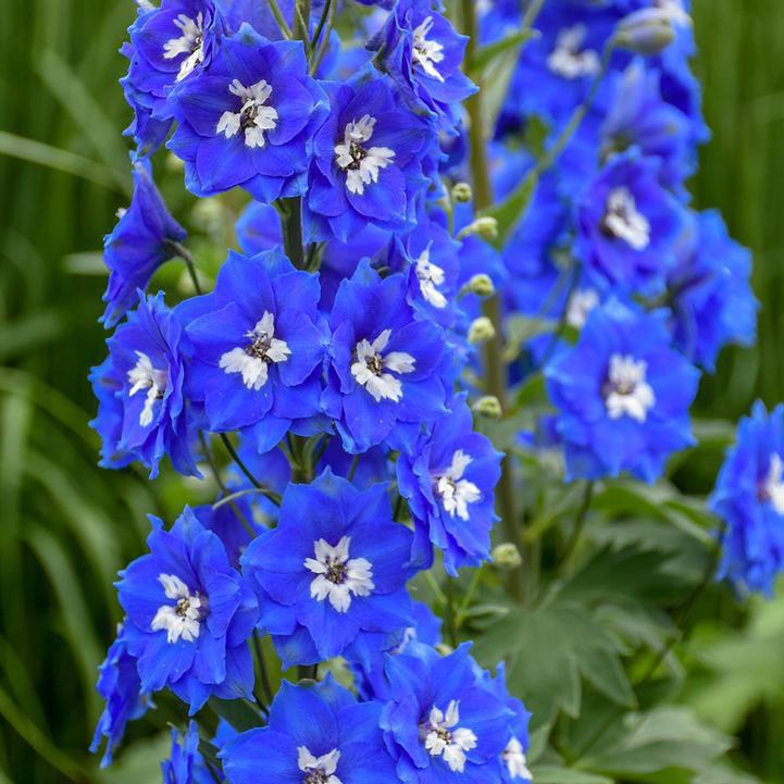 Delphinium x - Cobalt Dreams Delphinium
