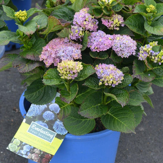 Hydrangea macrophylla - Everlasting® Revolution Hydrangea