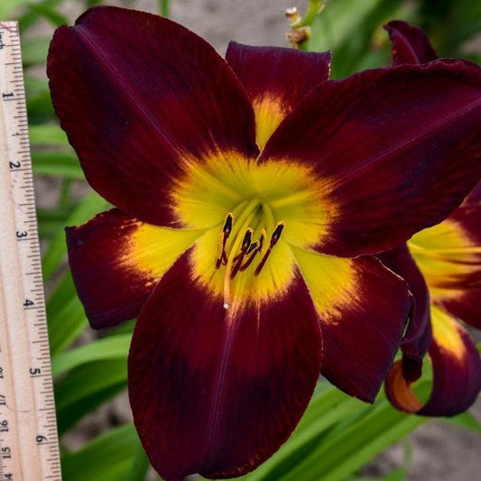 Hemerocallis  - Rainbow Rhythm® Persian Ruby Daylily