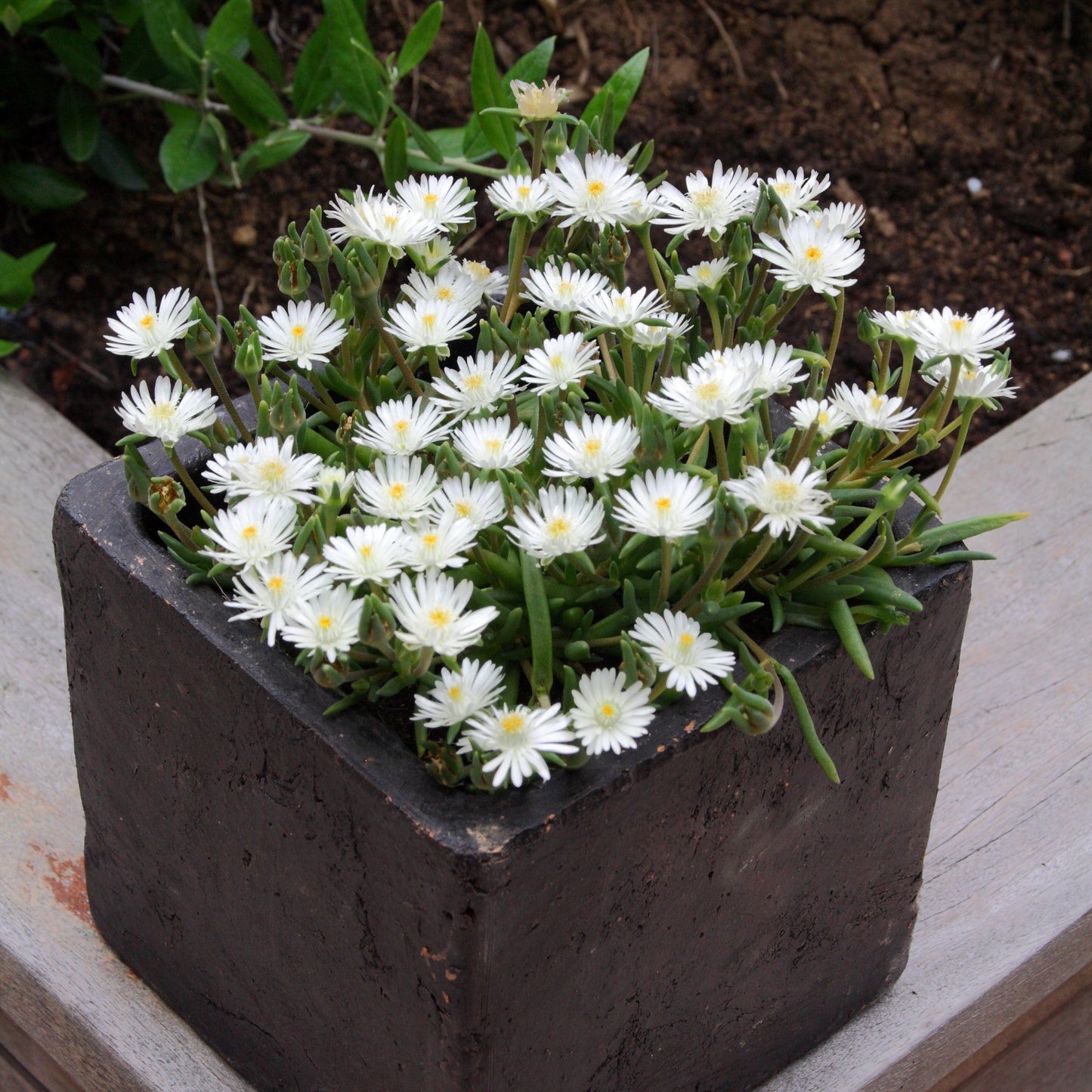 Delosperma cooperi - Jewel of Desert® Moonstone Ice Plant