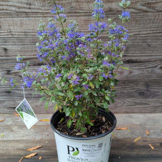 Caryopteris x clandonensis - Beyond Midnight® Bluebeard