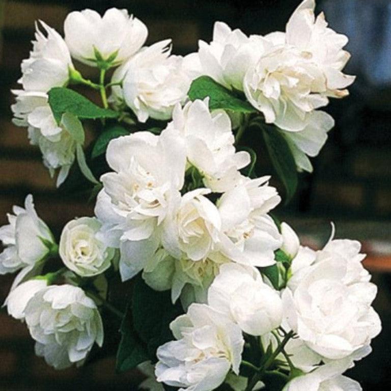 Philadelphus  - First Editions® Snow White™ Mockorange