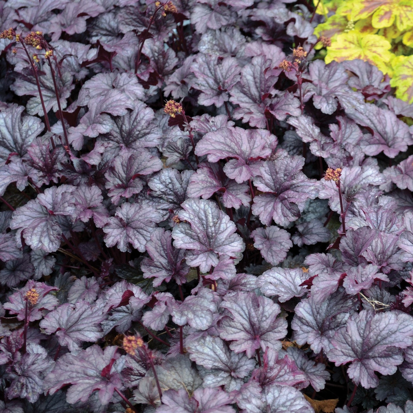 Heuchera x - CITY™ Shanghai Heuchera