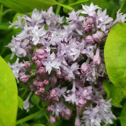 Syringa x hyacinthiflora - Royal Purple Lilac