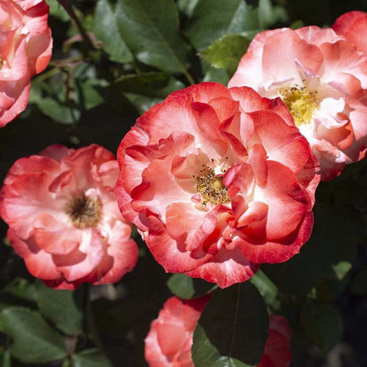 Rosa - Color Splash™ Rose