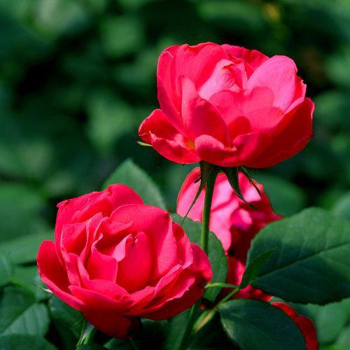 Rosa - OSO Easy® Double Red Rose