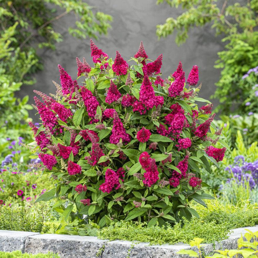 Buddleia davidii ‘BotEx 006’ - Butterfly Candy™ Li'l Raspberry™ Butterfly Bush