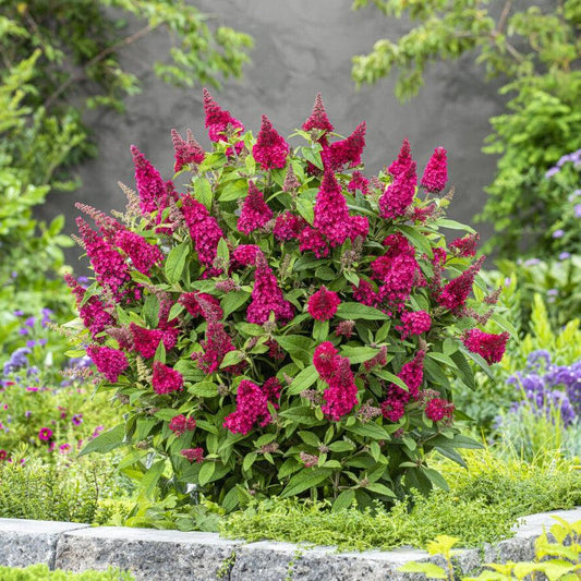 Buddleia davidii ‘BotEx 006’ - Butterfly Candy™ Li'l Raspberry™ Butterfly Bush