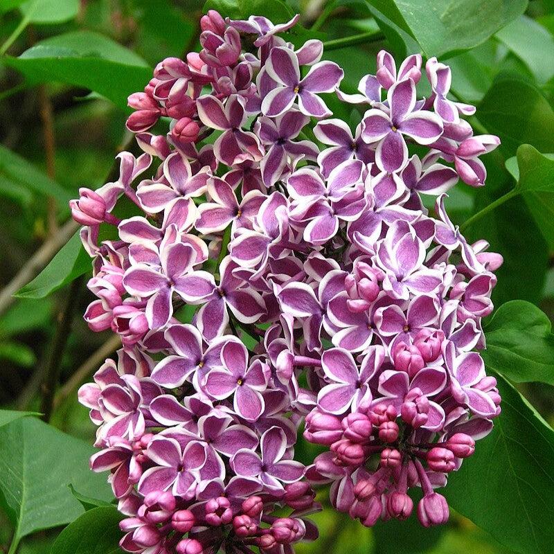 Syringa vulgaris - Sensation Lilac