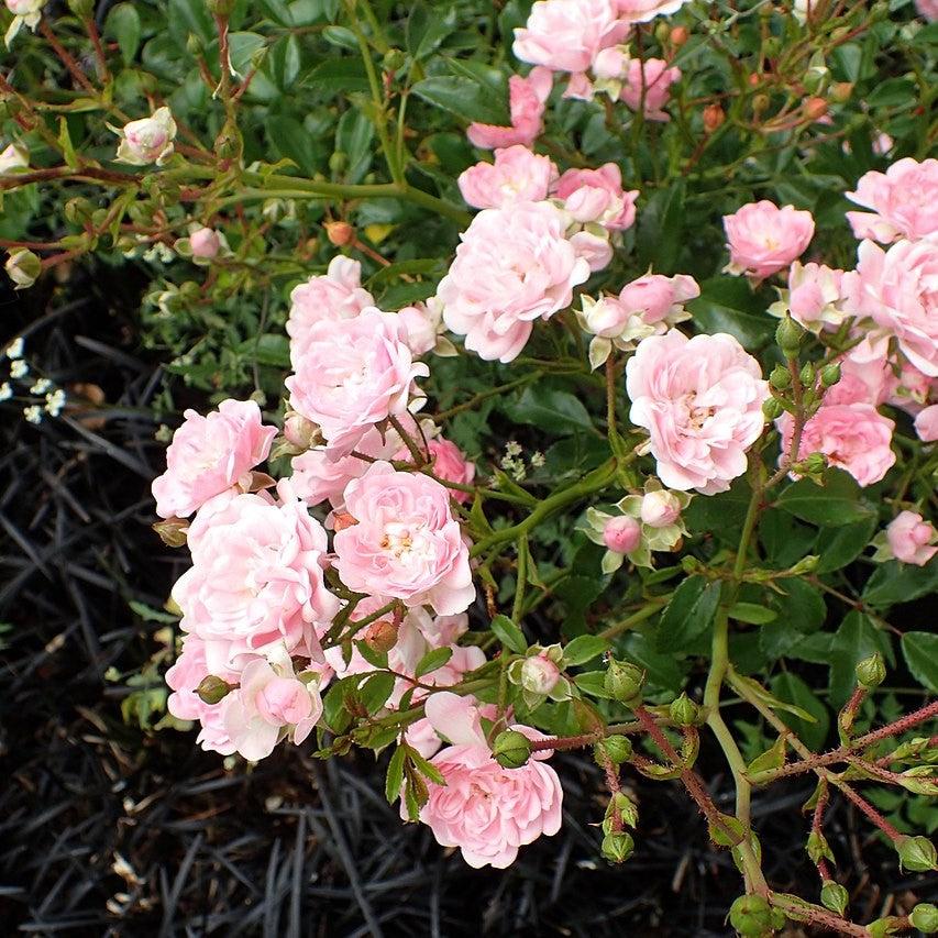 Rosa - The Fairy Rose