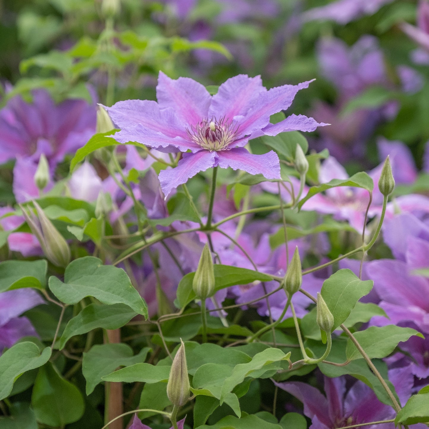 Clematis - Tumaini™ Clematis