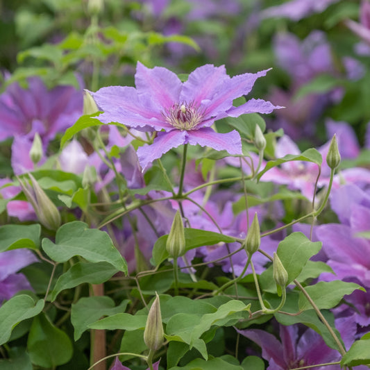 Clematis - Tumaini™ Clematis