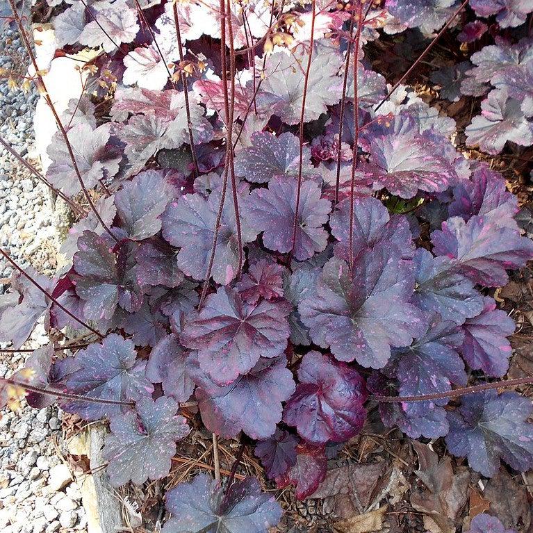 Heuchera x - Midnight Rose Coral Bells
