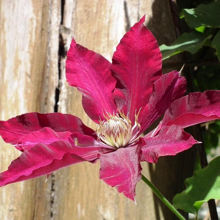 Clematis viticella - Rebecca™ Clematis