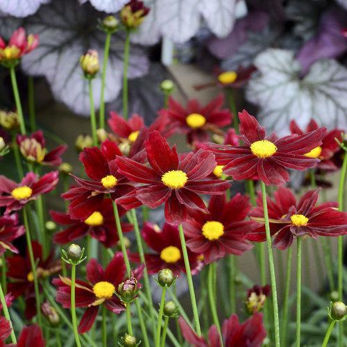 Coreopsis x - Lil' Bang™ Red Elf Tickseed