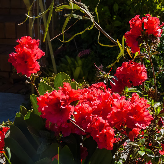 Bloomin' Easy® Ever After™ Ruby Azalea