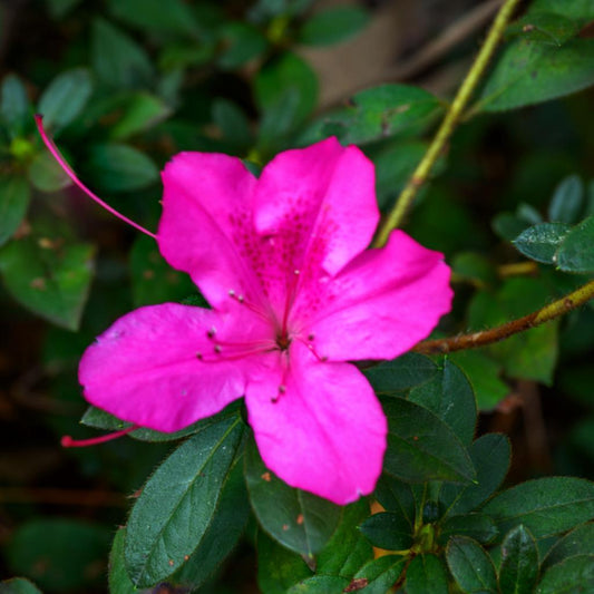 Encore® Autumn Royalty™ Azalea