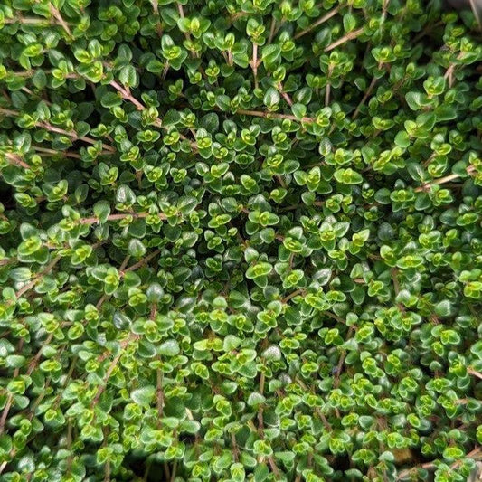 Thymus vulgaris - Caborn Wine & Roses Thyme