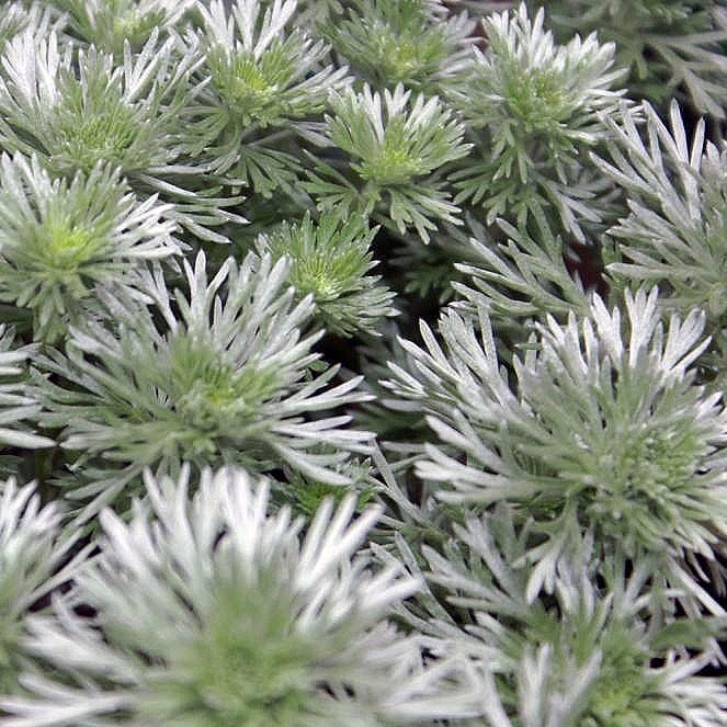 Artemisia schmidtiana - Silver Mound Wormwood, Ghost Plant