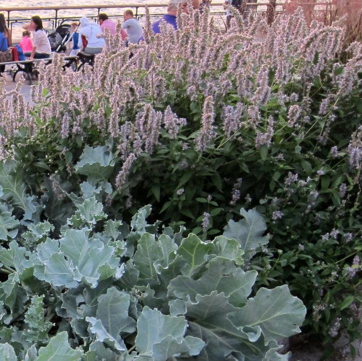 Agastache foeniculum - Blue Fortune Giant Hyssop