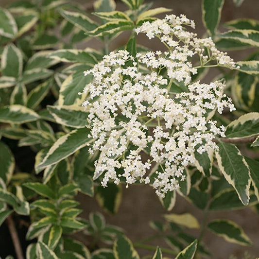 Sambucus nigra - Instant Karma™ Elderberry