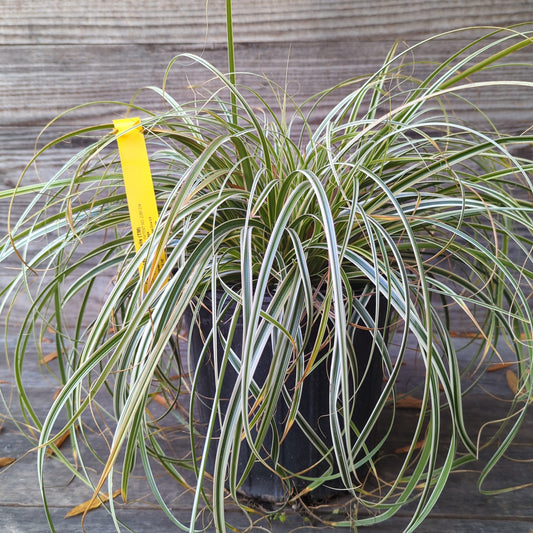 Carex oshimensis - Feather Falls Sedge