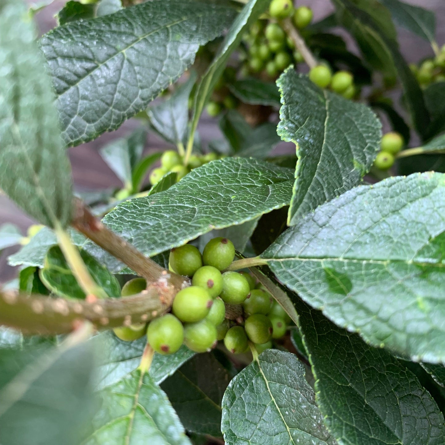 Ilex verticillata  - Winter Red Winterberry