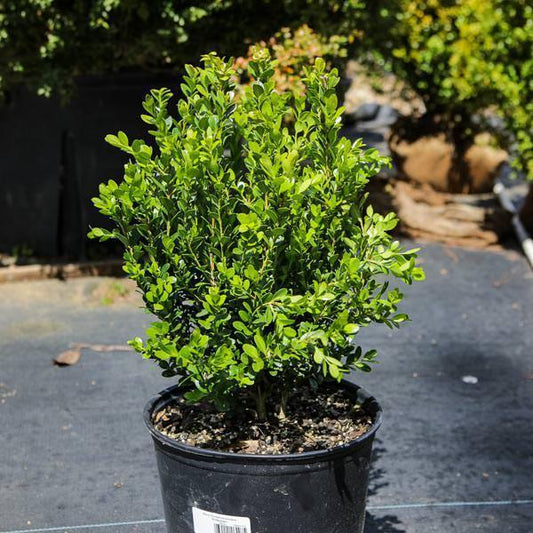 Buxus sinica var. insularis - Franklin's Gem Korean Boxwood