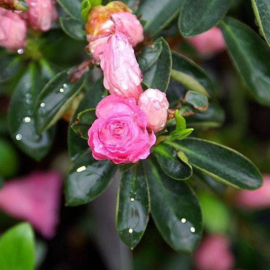 Azalea - Rosebud Azalea