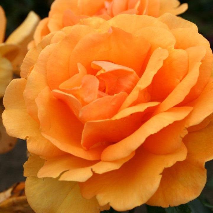 Rosa - Sunbelt® South Africa® Rose