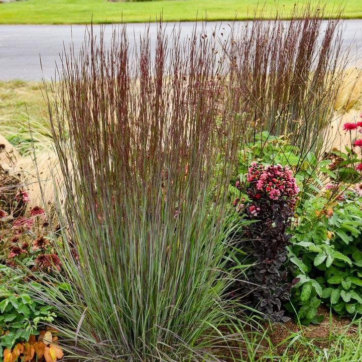 Schizachyrium scoparium - Cinnamon Sticks Little Bluestem