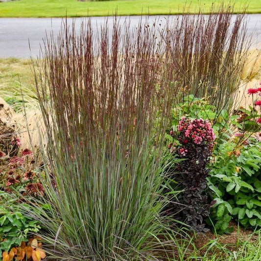 Schizachyrium scoparium - Cinnamon Sticks Little Bluestem