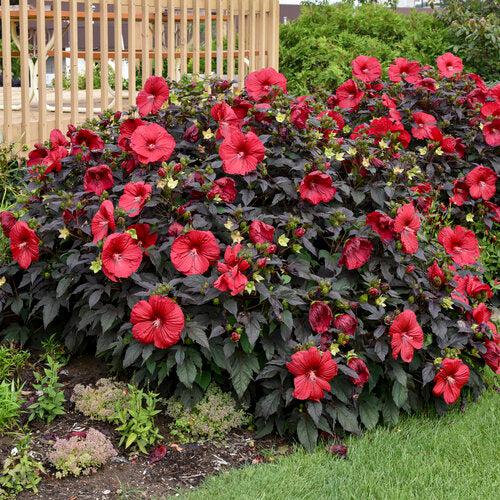 Hibiscus - Summerific® Holy Grail Hibiscus