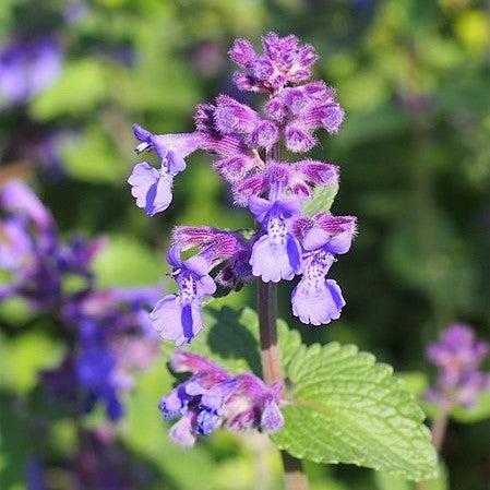 Nepeta x faassenii - Picture Purrfect Catmint
