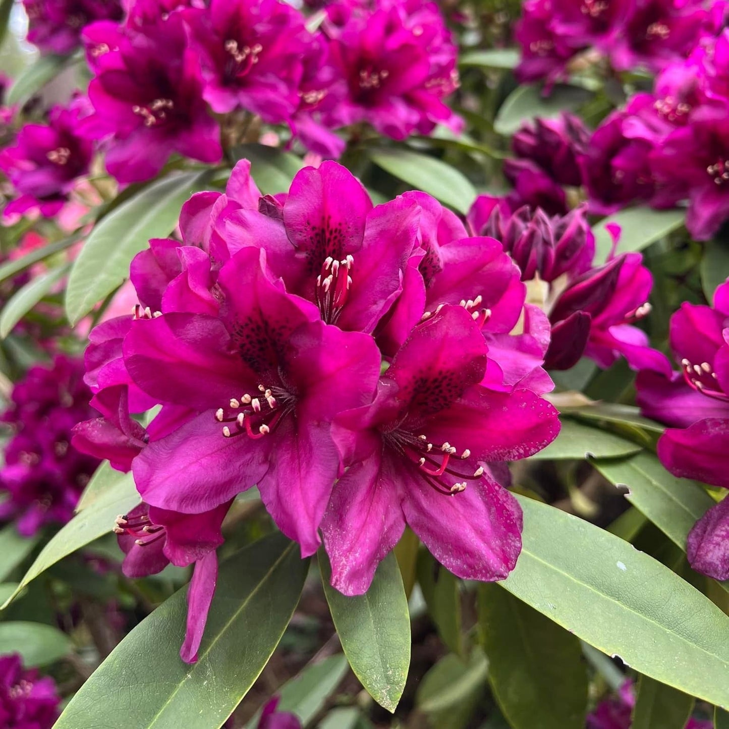 Rhododendron - Polarnacht
