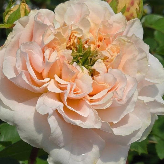 Rosa - Evelyn® Rose