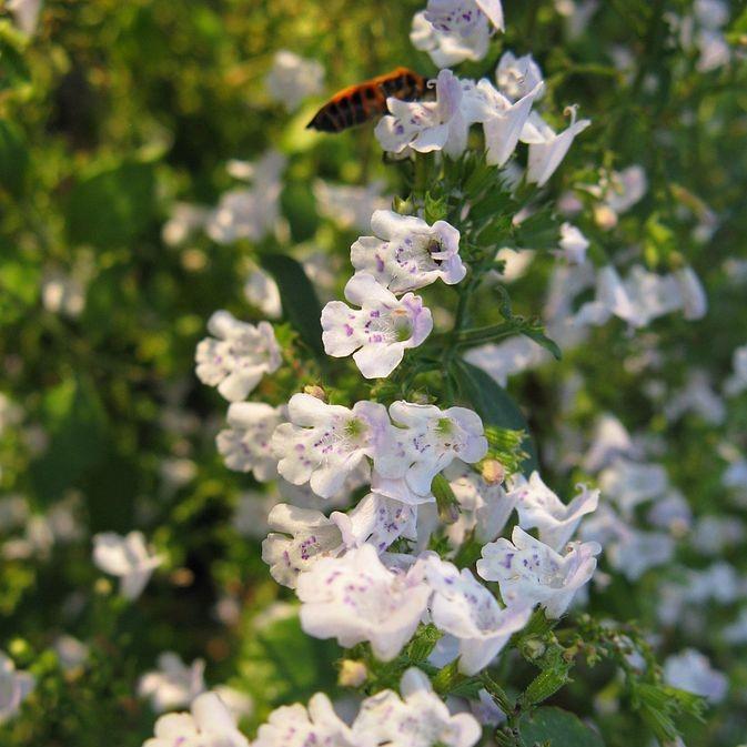 Calamintha nepeta spp.  - Lesser Calamint