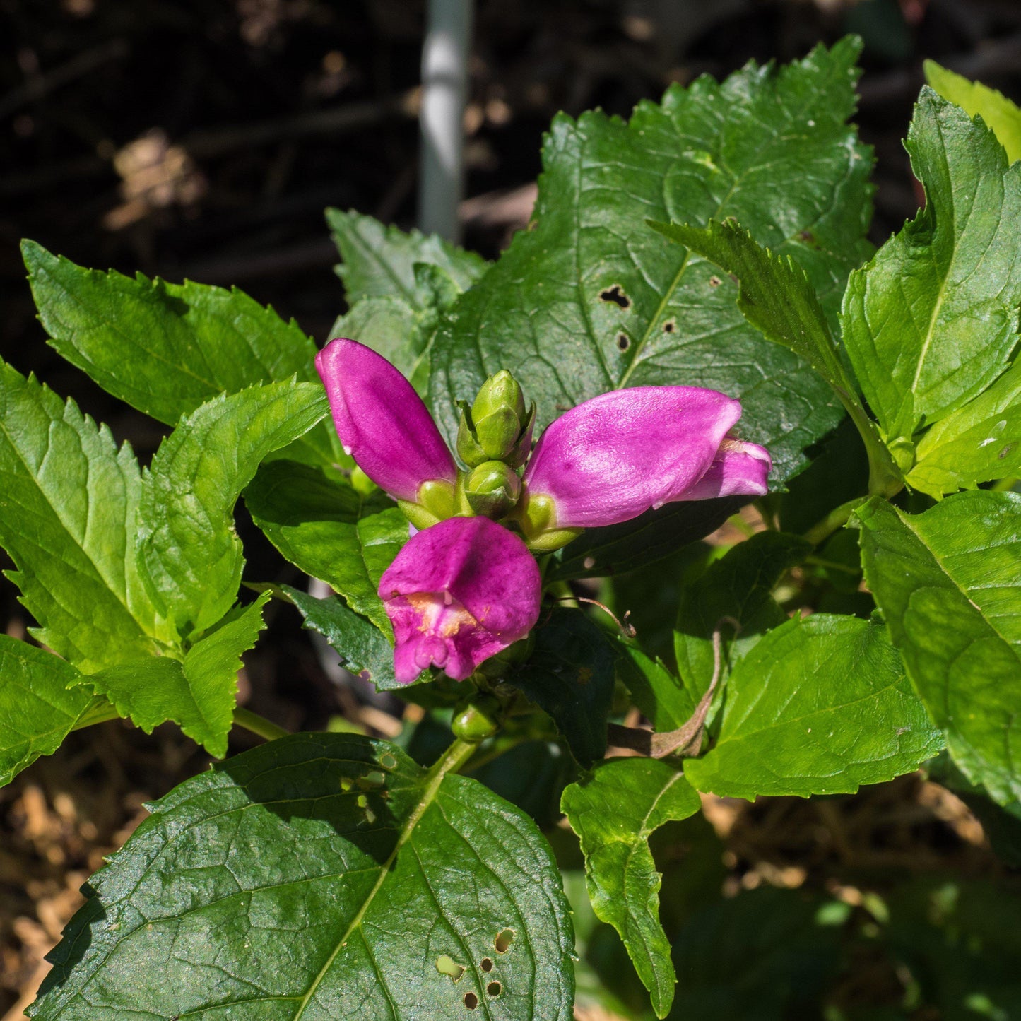 Chelone lyonii - Hot Lips Turtlehead