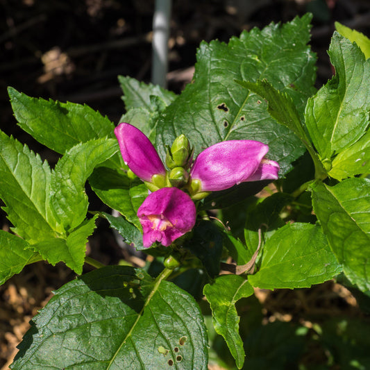 Chelone lyonii - Hot Lips Turtlehead