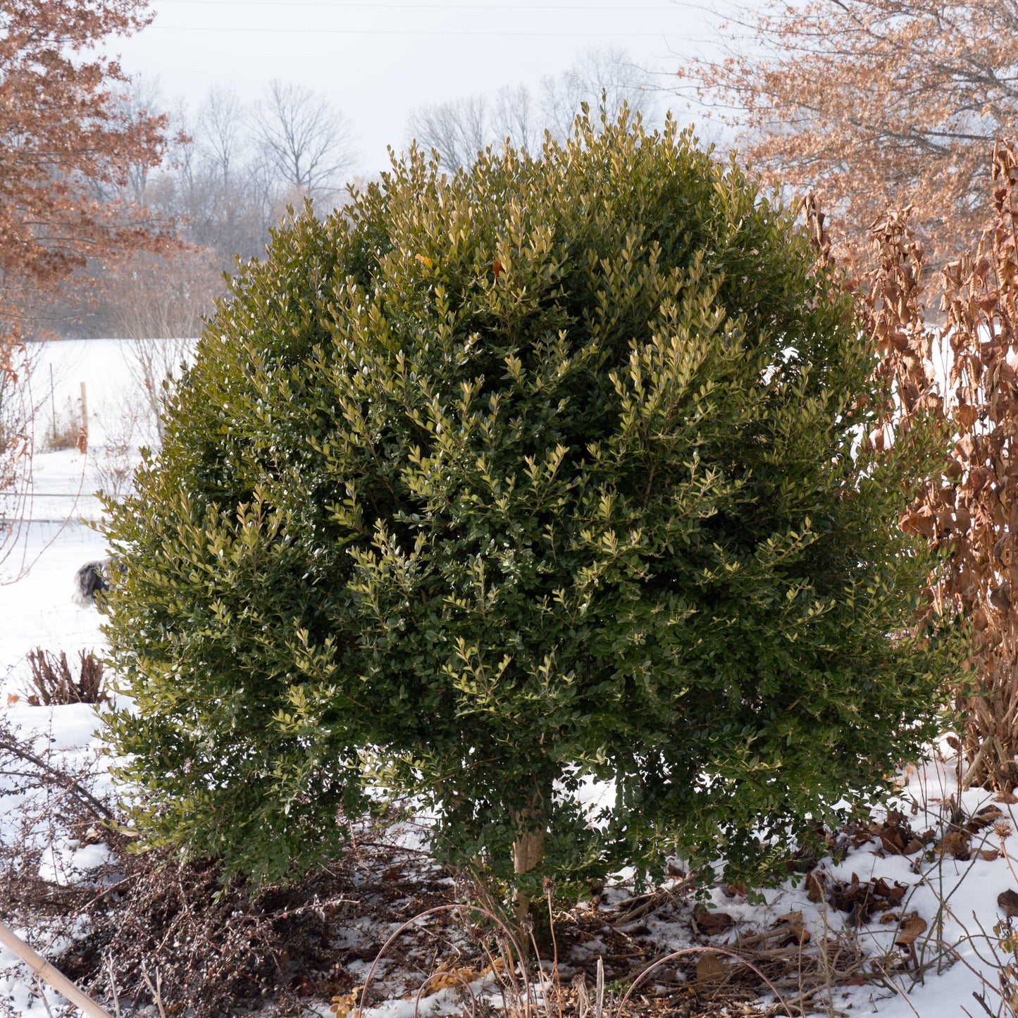 Buxus - Green Mountain Boxwood