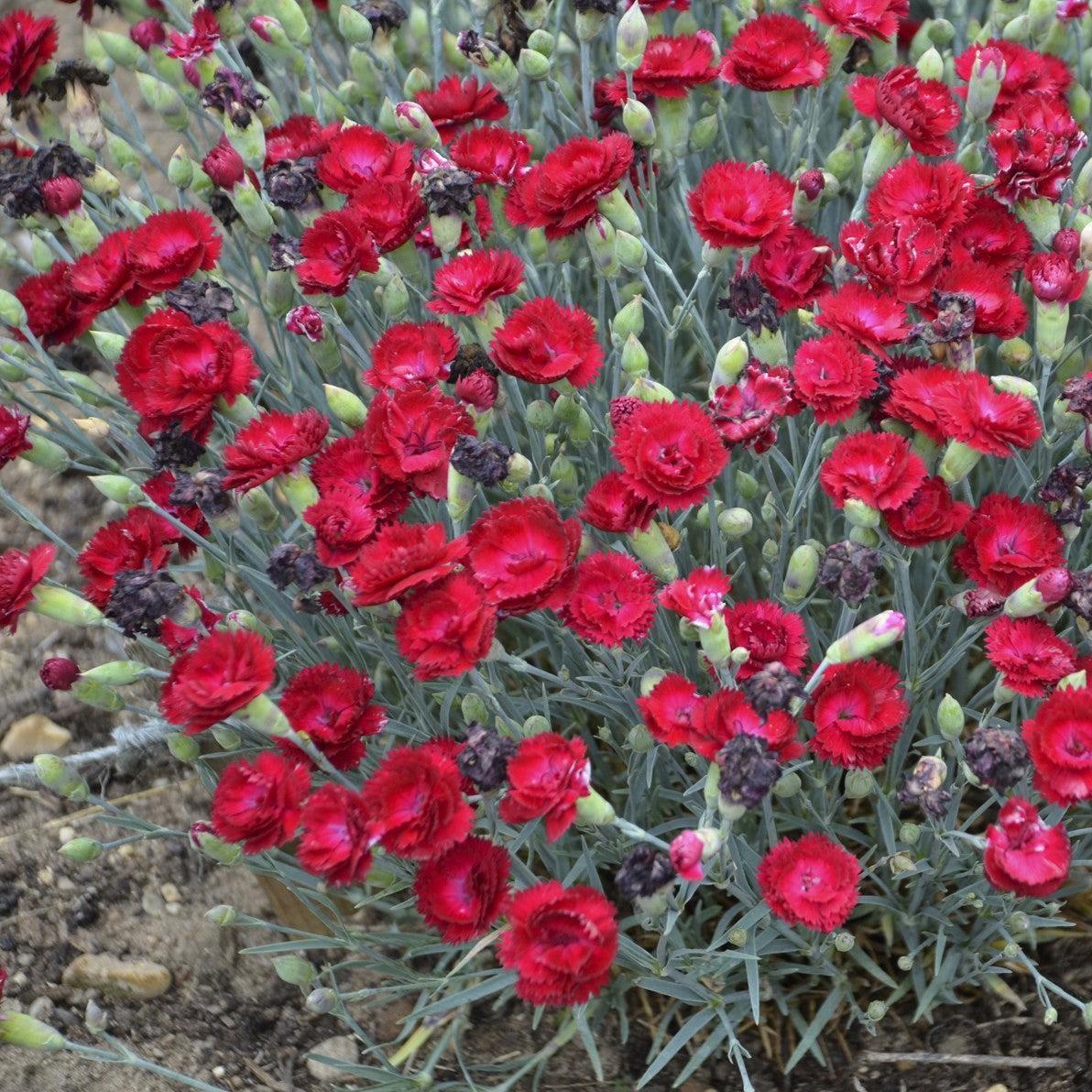 Dianthus - Pretty Poppers™ Electric Red Dianthus