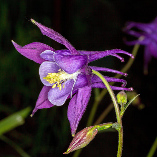 Aquilegia - Beidermeier Columbine