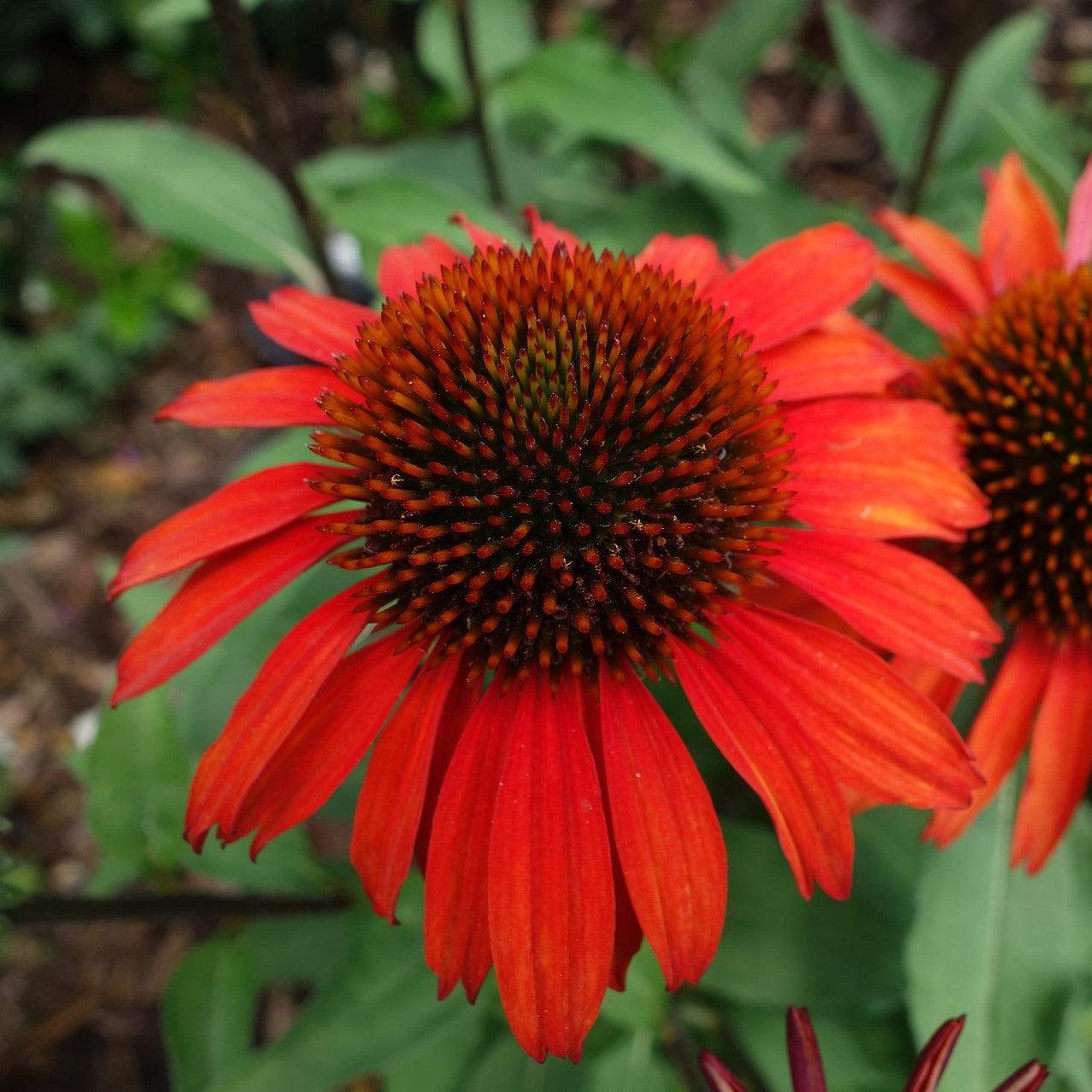 Echinacea  - Panama® Red Coneflower