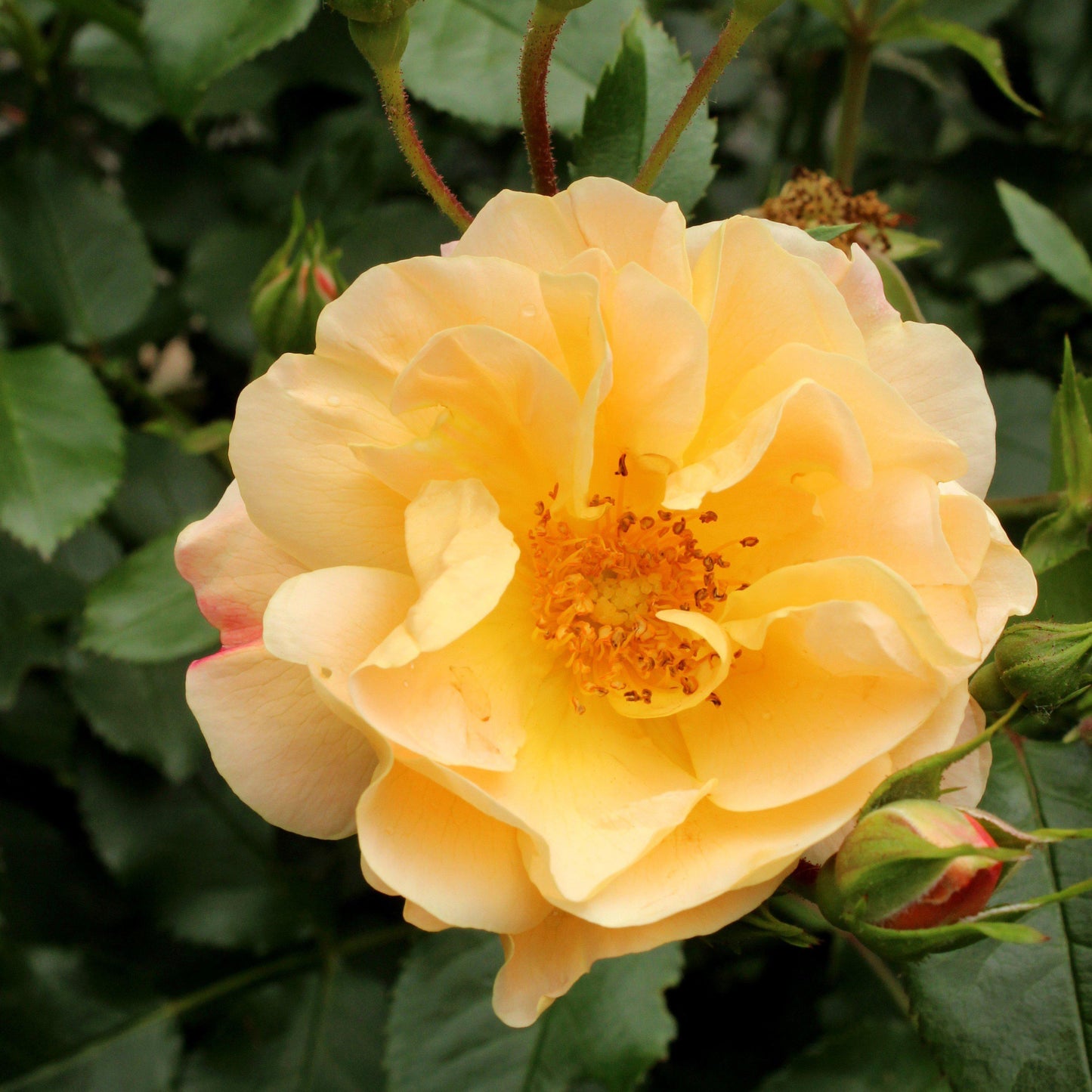 Rosa x - Flower Carpet® Amber Rose